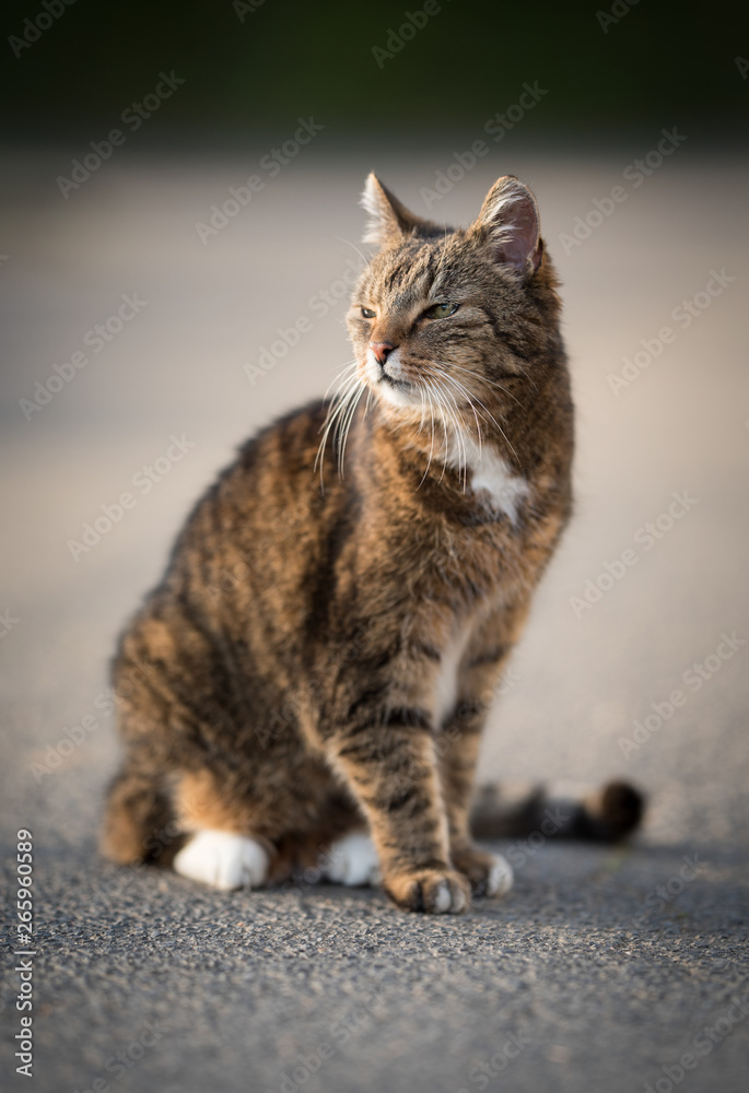 tabby domestic shorthair cat standing on the street enjoying the sunlight tabby domestic shorthair cat standing on the street enjoying the sunlight