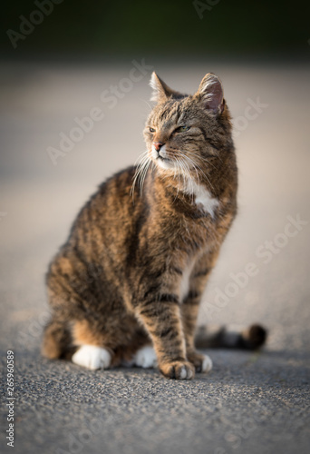 tabby domestic shorthair cat standing on the street enjoying the sunlight