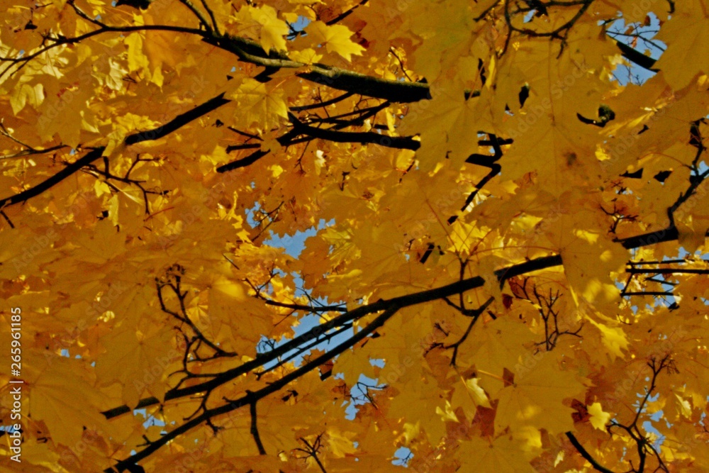 Beautiful autumn forest Beautiful autumn forest