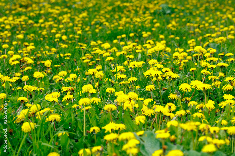 Beautiful yellow dandelions. Simple rural flowers. All background. Bright