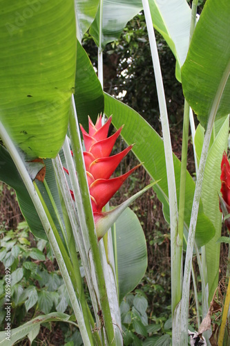 balisier flower in summer in Martinique photo