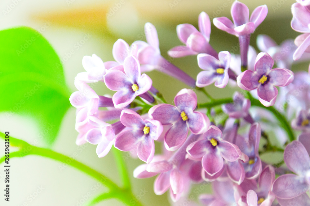 lilac flowers macro closeup in spring lilac flowers macro closeup in spring