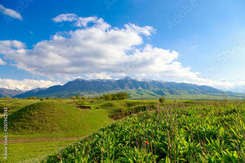 Beautiful spring and summer landscape. Lush green hills, high mountains. Spring blooming herbs. Mountain wild tulips. Blue sky and white clouds. Kyrgyzstan Background for tourism.