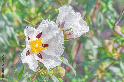 Canvas-taulu Cistus ladanifer