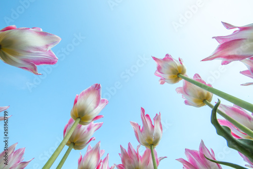 Beautiful pink tulips in a flowerbed with sunny light.