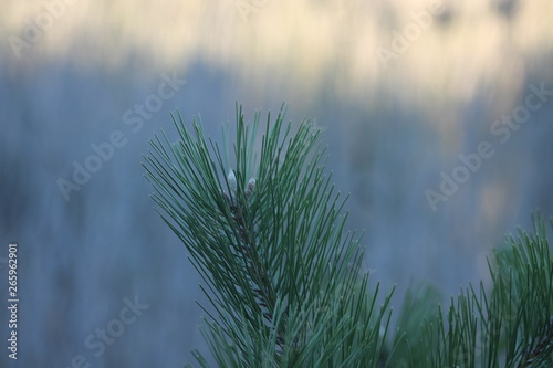 Pine tree closeup, Black Pine, Japanese black pine, Pinus thunbergii or Whorled Leaf Coreopsis