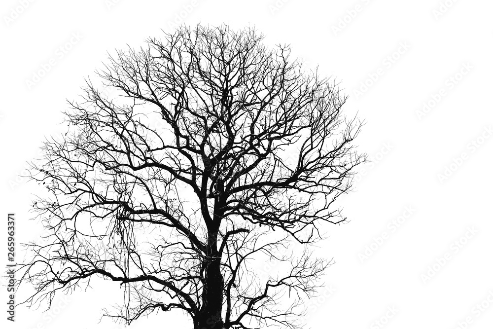 Dead tree and branch isolated on white background. Black branches of tree backdrop. Nature texture background. Tree branch for graphic design and decoration. Art on black and white scene. Dead tree and branch isolated on white background. Black branches of tree backdrop. Nature texture background. Tree branch for graphic design and decoration. Art on black and white scene.