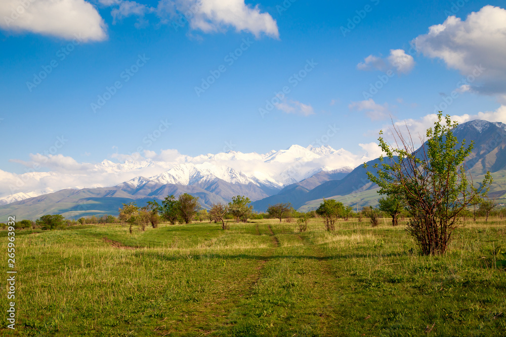Beautiful spring and summer landscape. Lush green hills, high snowy mountains. Spring blooming herbs. blooming trees. Blue sky and white clouds.