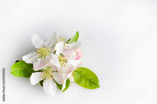 gentle twig of blossoming apple tree on white background close-up