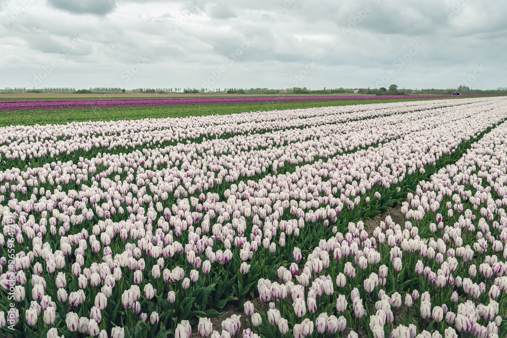 Blooming tulips with a white-purple flaming color pattern in the petals growing in a large field
