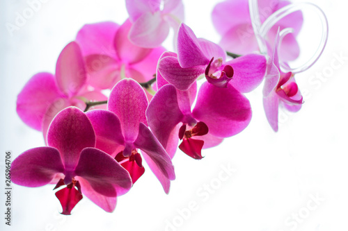 pink Phalaenopsis or Orchid flower. Floral background.Selective focus.copy space