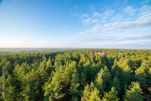 fields and forests covered in mist in late autumn