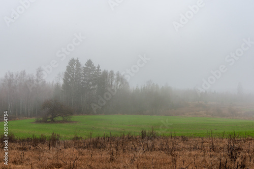 fields and forests covered in mist in late autumn