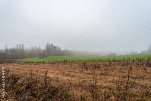 fields and forests covered in mist in late autumn