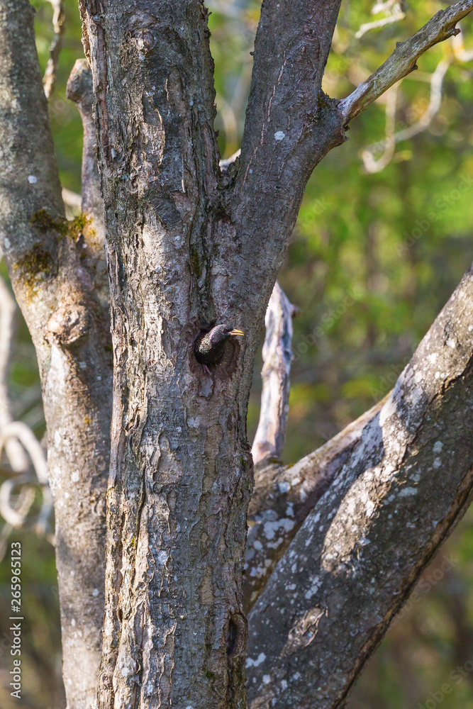 Fototapeta premium Starling in a hole