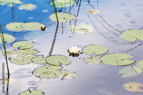 White water lilies in the pond © Lars Johansson