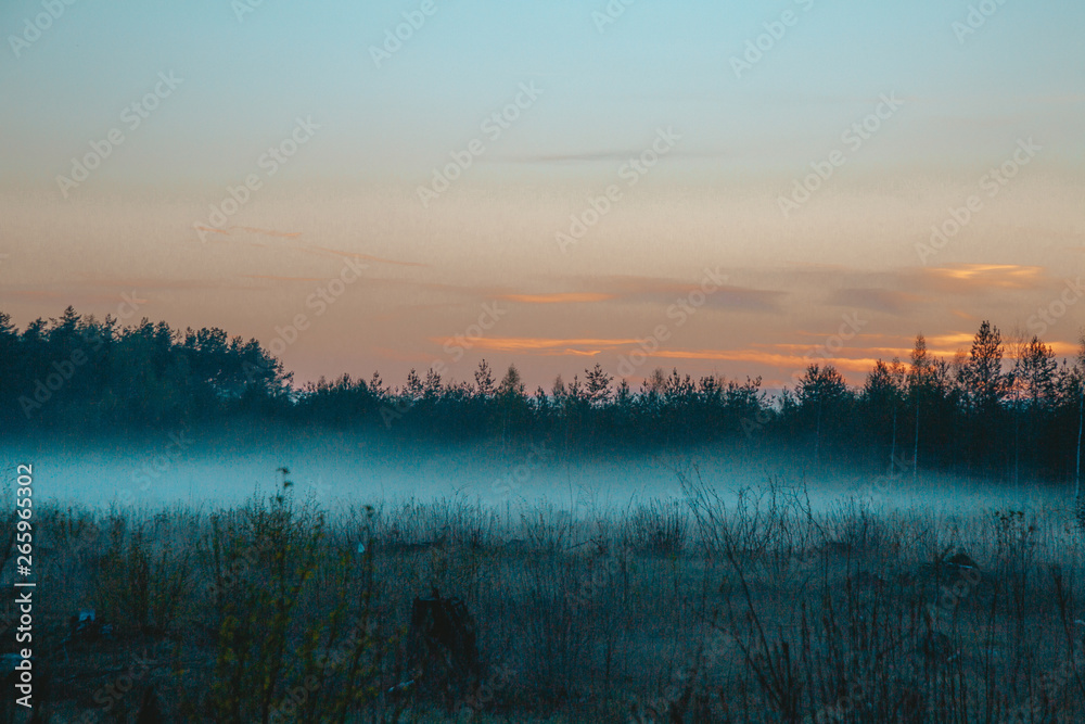 Fototapeta premium sunset in forest
