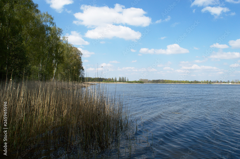 Shore of the lake on a sunny day with reeds, Kierskie Lake, Poznań, Poland	