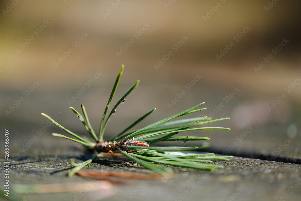 close uo macro image of pine tree fresh leaves blooming close uo macro image of pine tree fresh leaves blooming
