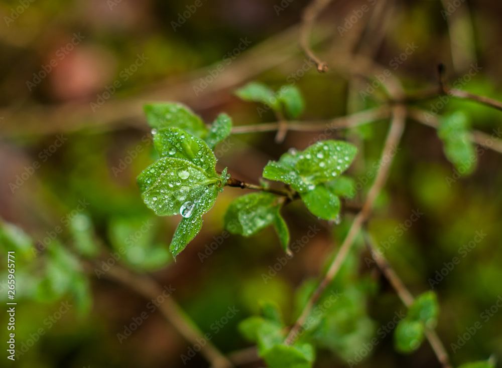 A leaves of bush with water drops after rain in the forest