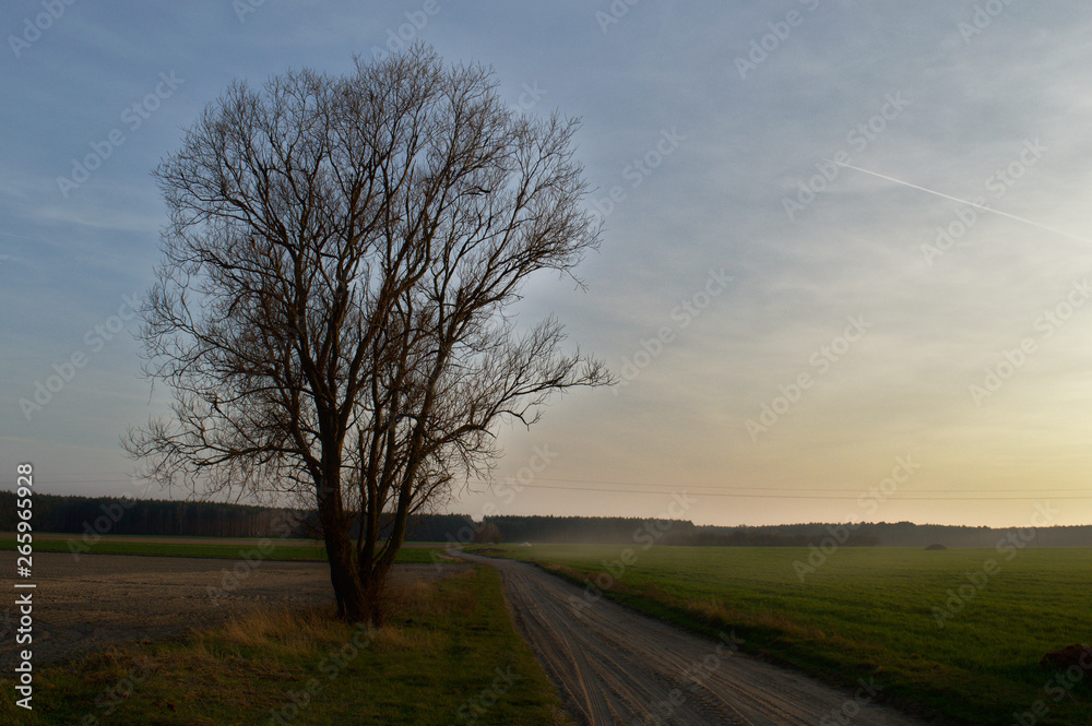 Field road with a tree, with forest in the background, Poznań, Poland Field road with a tree, with forest in the background, Poznań, Poland