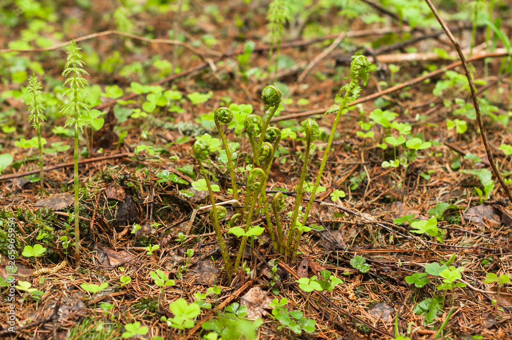 A forest landscape with a wood sorrel and fern A forest landscape with a wood sorrel and fern