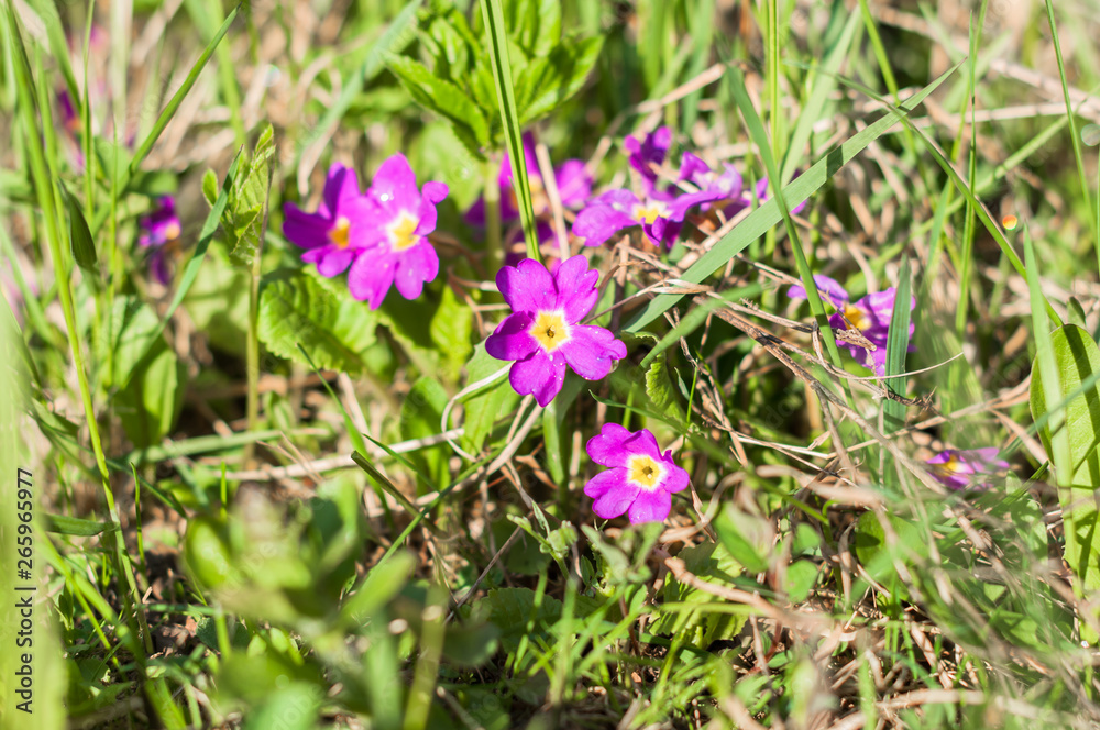 A primrose flowers in the meadow in the spring sunny day A primrose flowers in the meadow in the spring sunny day