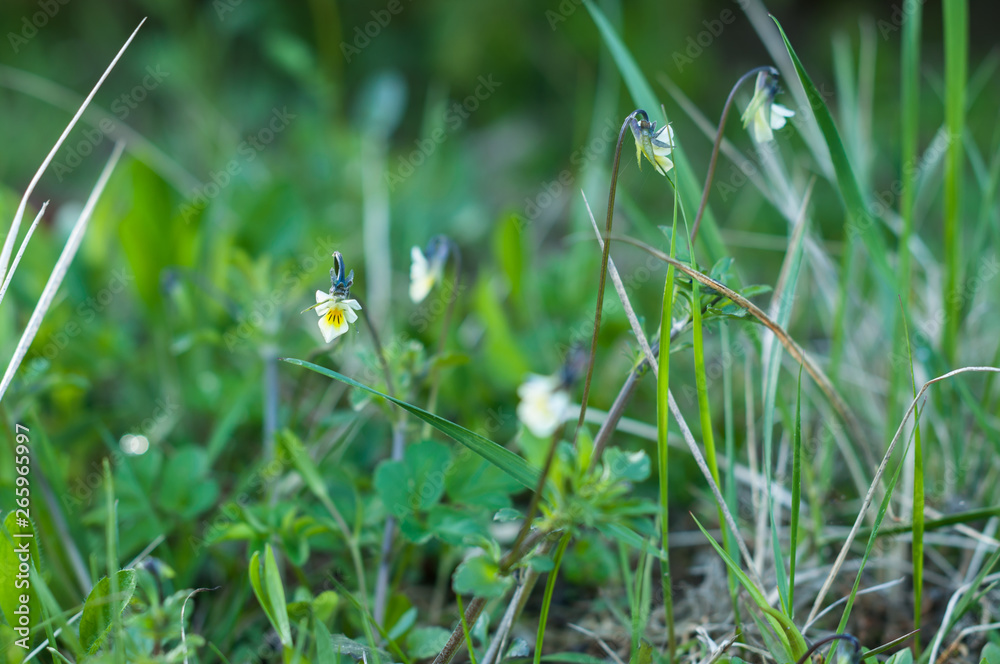 A pansy flowers in the meadow in the spring sunny day A pansy flowers in the meadow in the spring sunny day