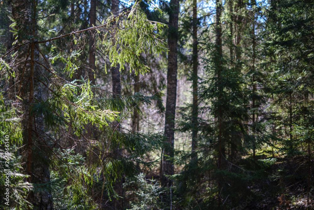 dark forest with tree trunks casting shadows on the ground dark forest with tree trunks casting shadows on the ground