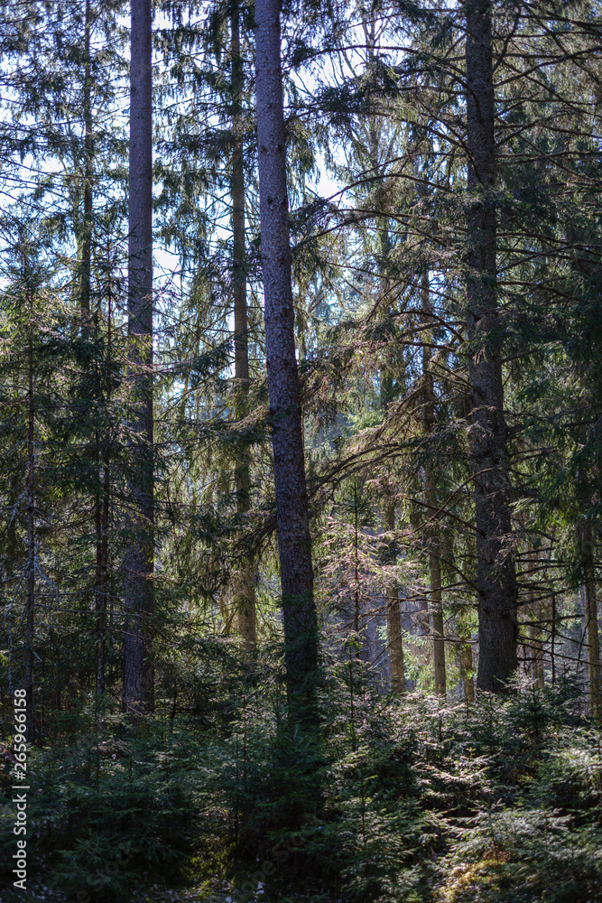 Obraz premium dark forest with tree trunks casting shadows on the ground