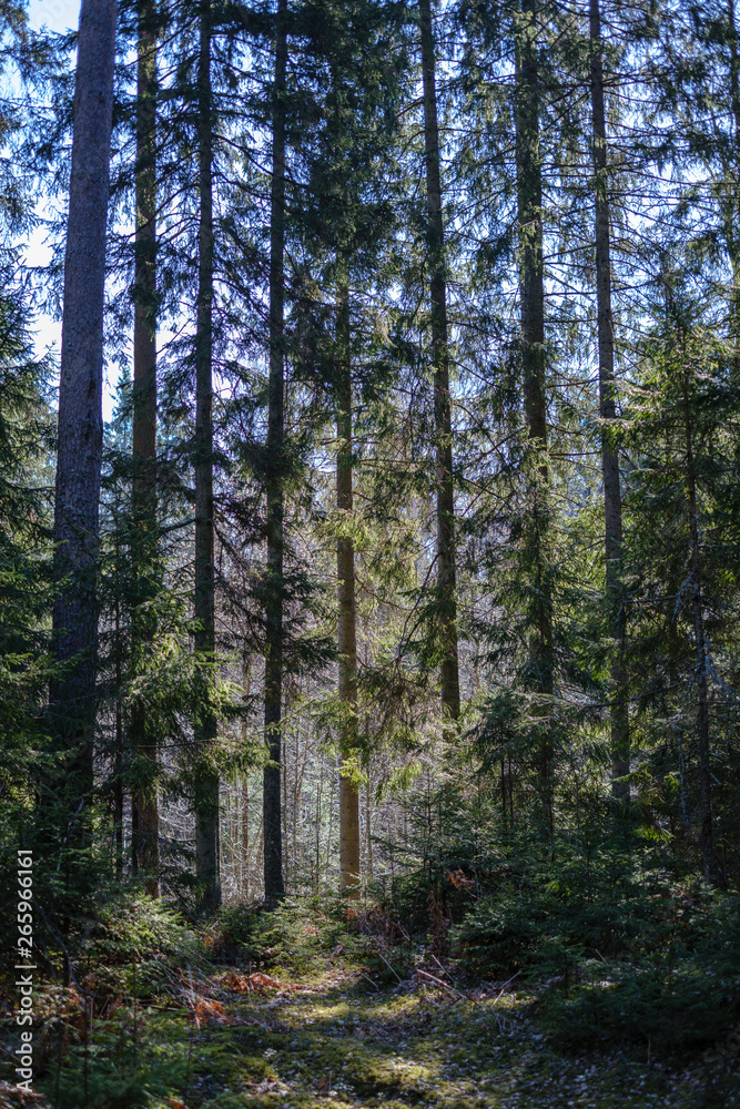 Obraz premium dark forest with tree trunks casting shadows on the ground