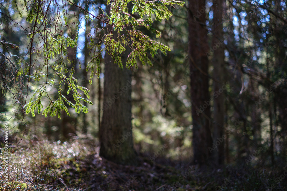 dark forest with tree trunks casting shadows on the ground