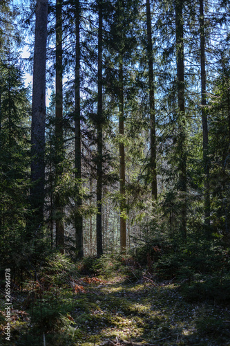Wallpaper Mural dark forest with tree trunks casting shadows on the ground Torontodigital.ca