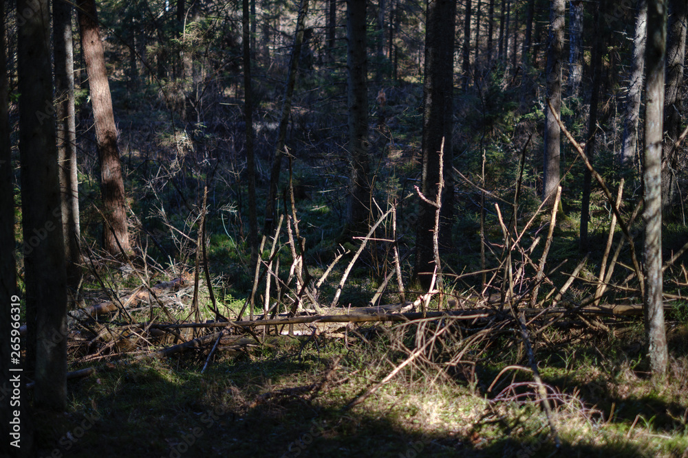 dark forest with tree trunks casting shadows on the ground dark forest with tree trunks casting shadows on the ground