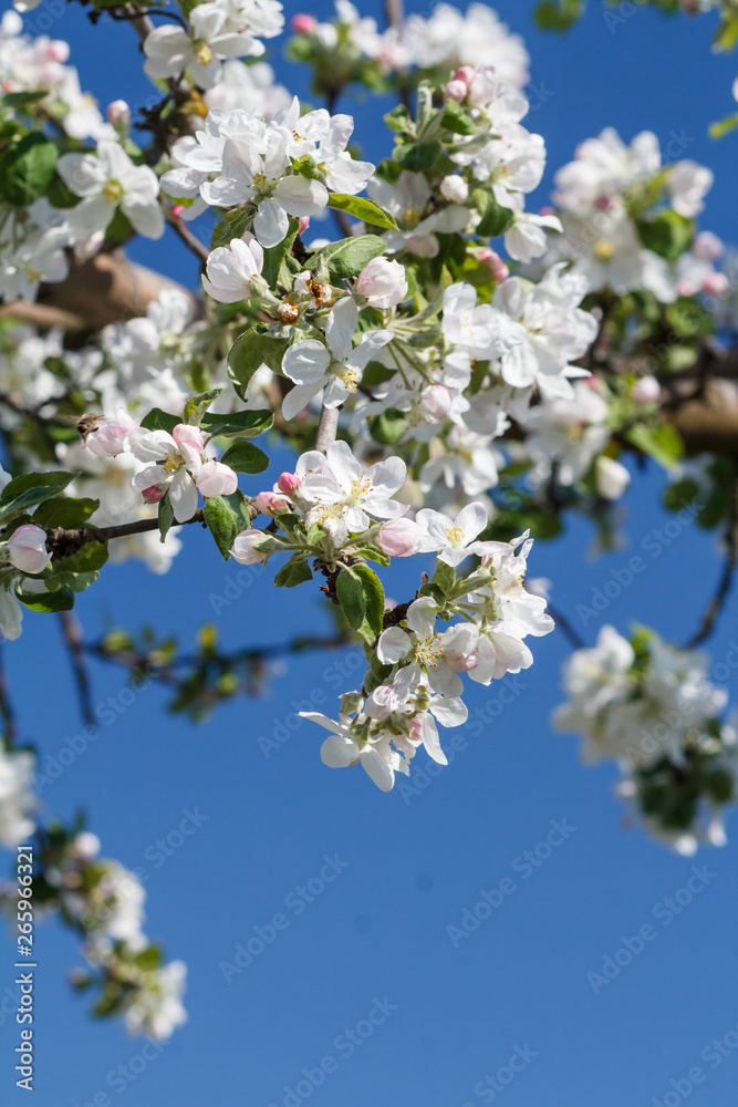 Branches of blooming apple tree in a spring orchard. Branches of blooming apple tree in a spring orchard.
