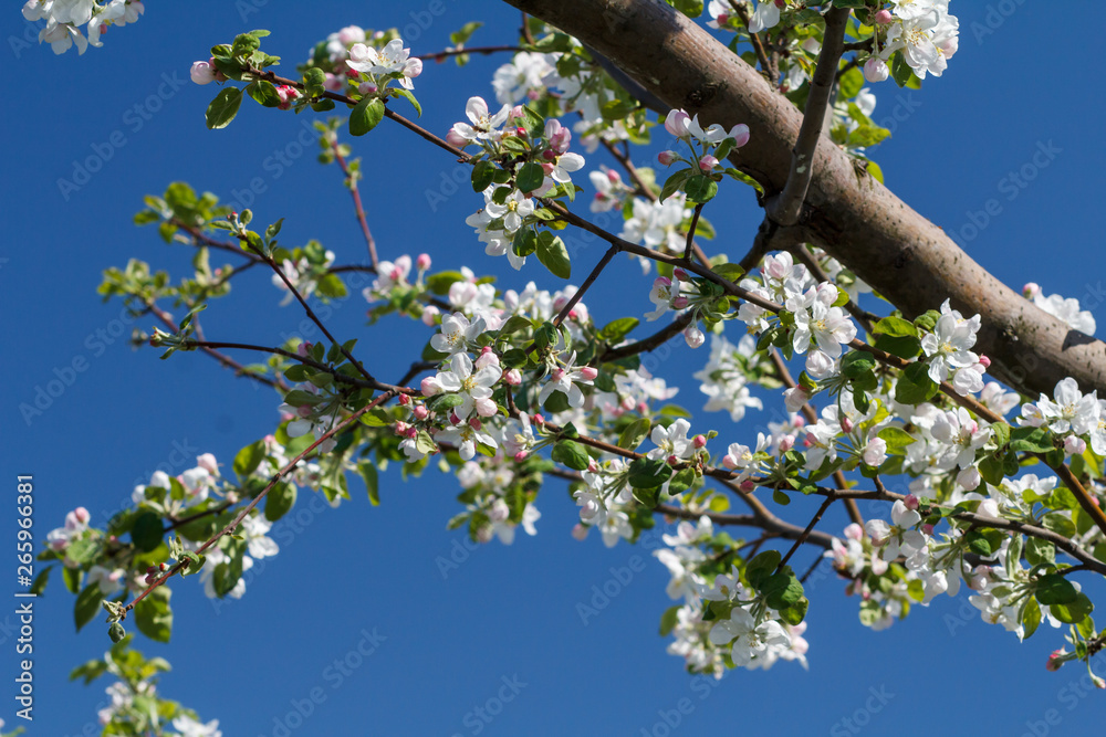 Branches of blooming apple tree in a spring orchard.