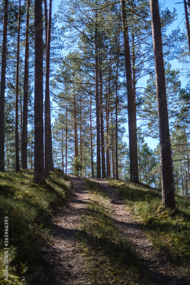 Fototapeta premium dark forest with tree trunks casting shadows on the ground