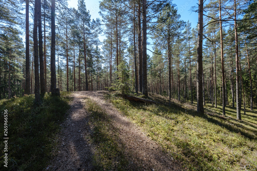 dark forest with tree trunks casting shadows on the ground dark forest with tree trunks casting shadows on the ground