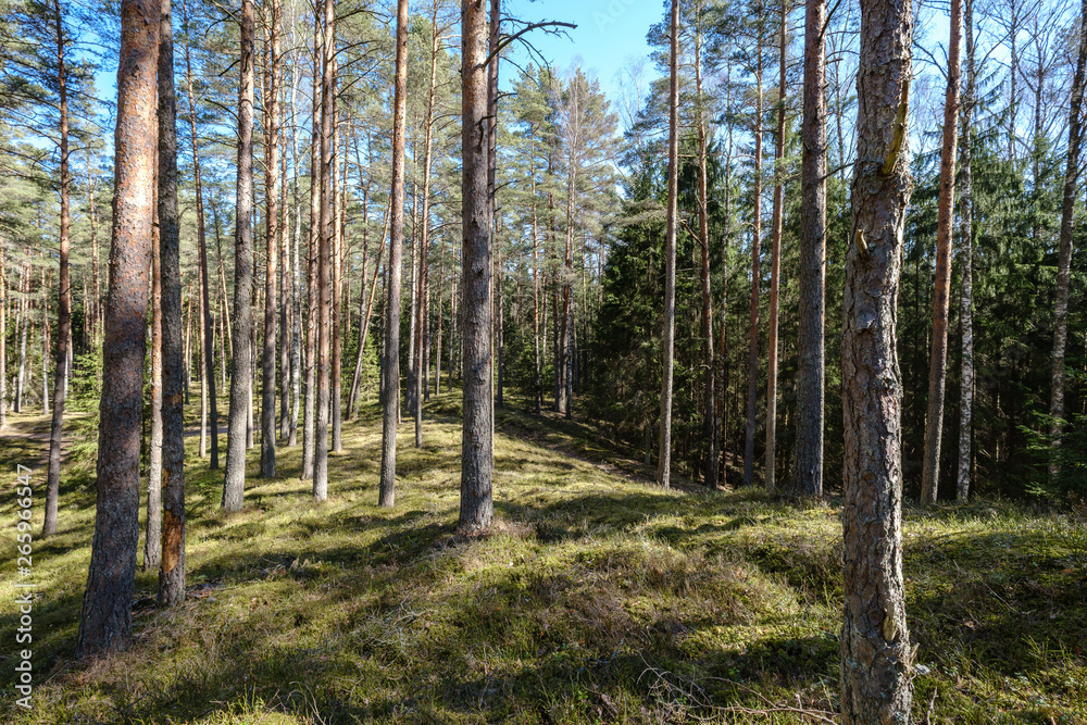 dark forest with tree trunks casting shadows on the ground dark forest with tree trunks casting shadows on the ground