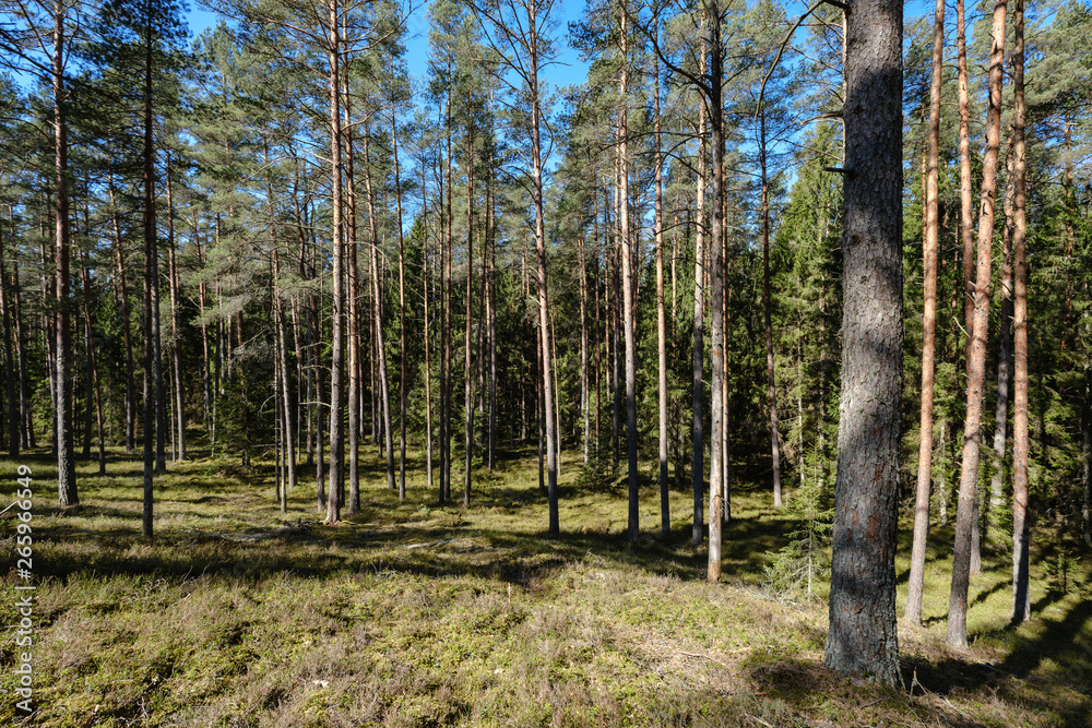 dark forest with tree trunks casting shadows on the ground dark forest with tree trunks casting shadows on the ground