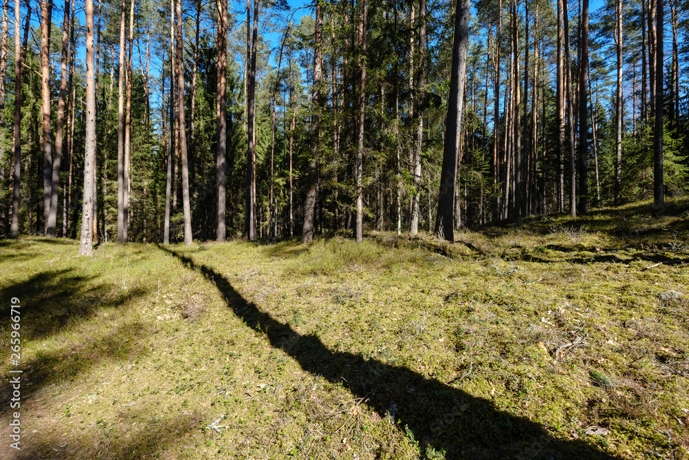 Fototapeta premium dark forest with tree trunks casting shadows on the ground