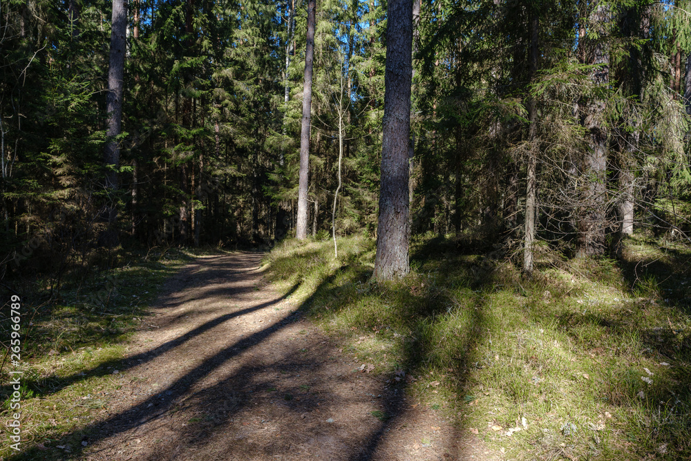 dark forest with tree trunks casting shadows on the ground dark forest with tree trunks casting shadows on the ground