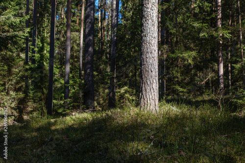 dark forest with tree trunks casting shadows on the ground