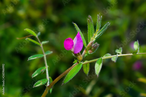 close up of natural weeds growing on the bank of a river with blurred background.