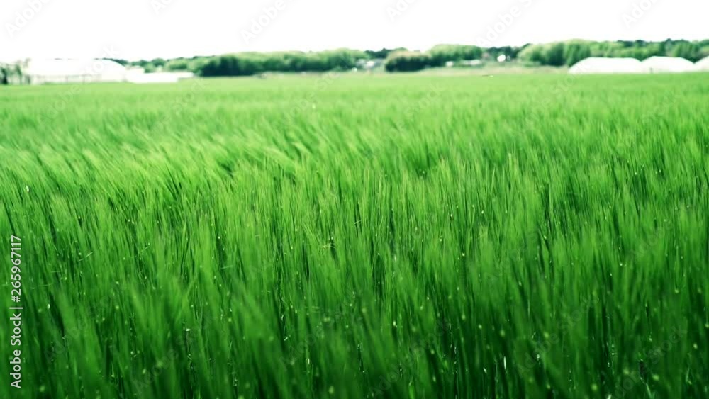 風で揺れる麦畑日本の田舎の風景 風で揺れる麦畑日本の田舎の風景