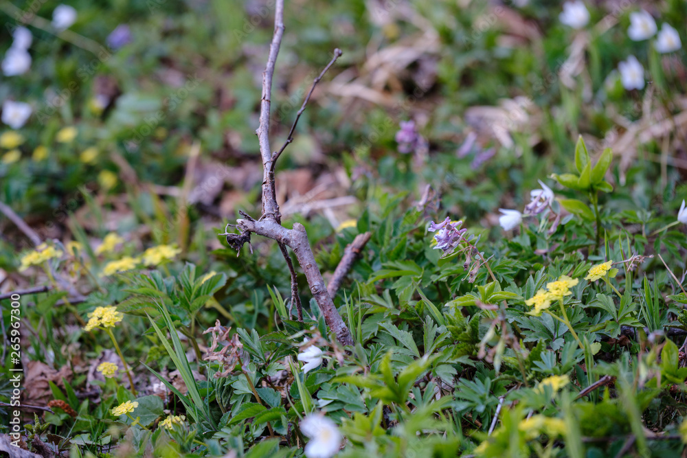 large field of snowdrops flowers in spring green meadow in forest