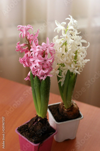 Pink and white hyacinths in pots. Mock up with flowers