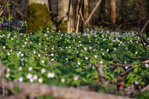 large field of snowdrops flowers in spring green meadow in forest