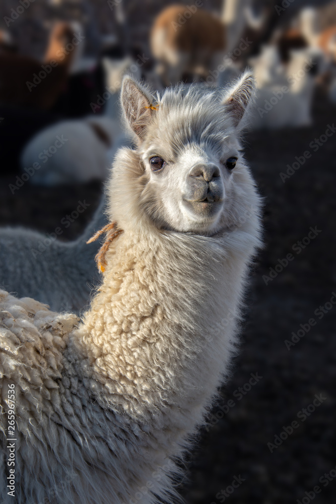 White alpaca portrait in Bolivia