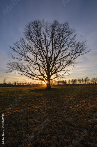 large oak tree in open field in sunset with sun behind it